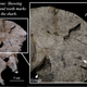 Image for article titled 3,000-Year-Old Murder Mystery Solved: Shark Attack